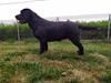 Mora (Coulant De La Manada Astur) con casi 9 meses.