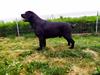 Kash, nuestro querido oso Kash (Jr. Sp.Ch./ Sp. Ch. Darth Vader De Bocalán) con 6 años recién cumplidos.
